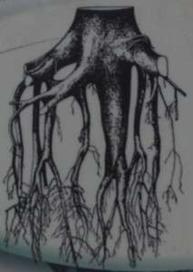 red spruce roots