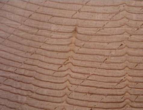 red spruce wood indentations cross-section